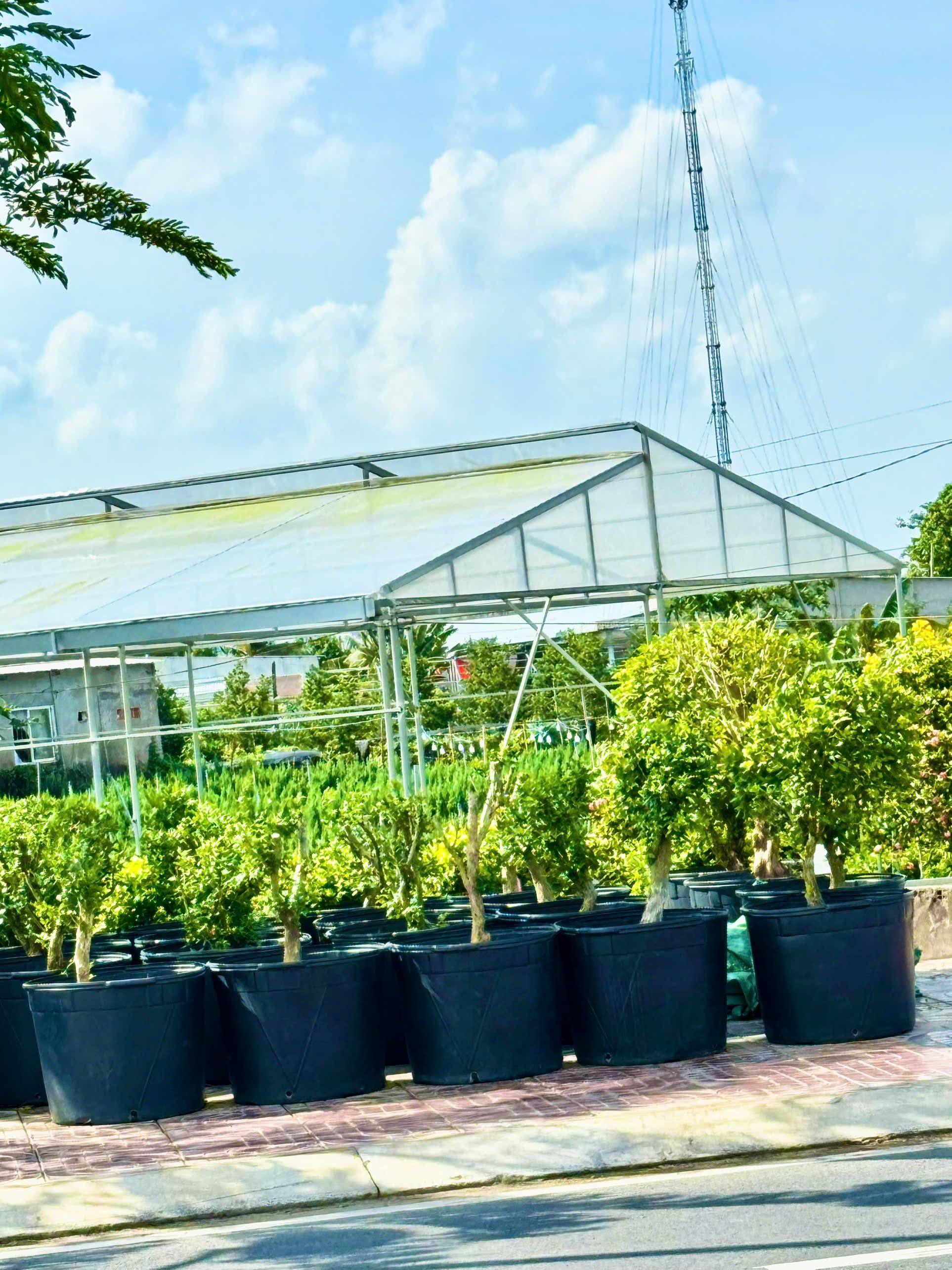 Chậu Nhựa Phước Lộc trong thực tế