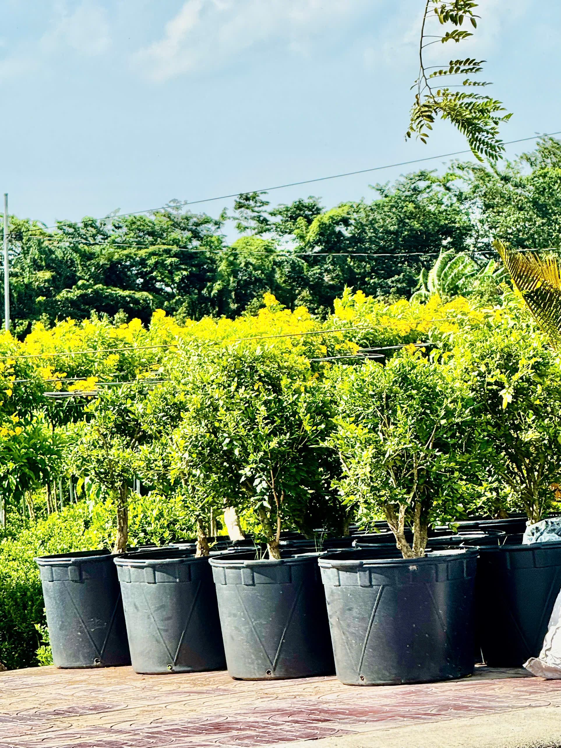 Chậu Nhựa Phước Lộc trong thực tế