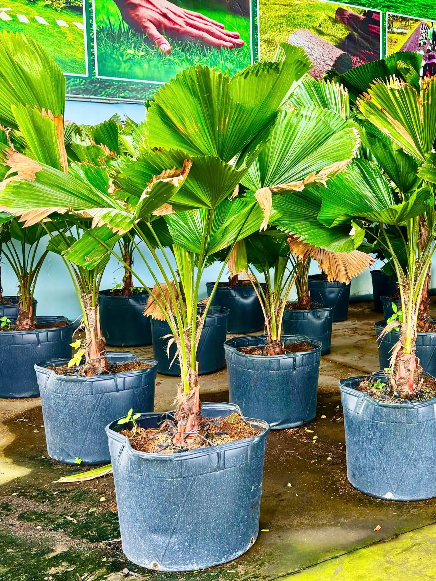 Chậu Nhựa Phước Lộc trong thực tế