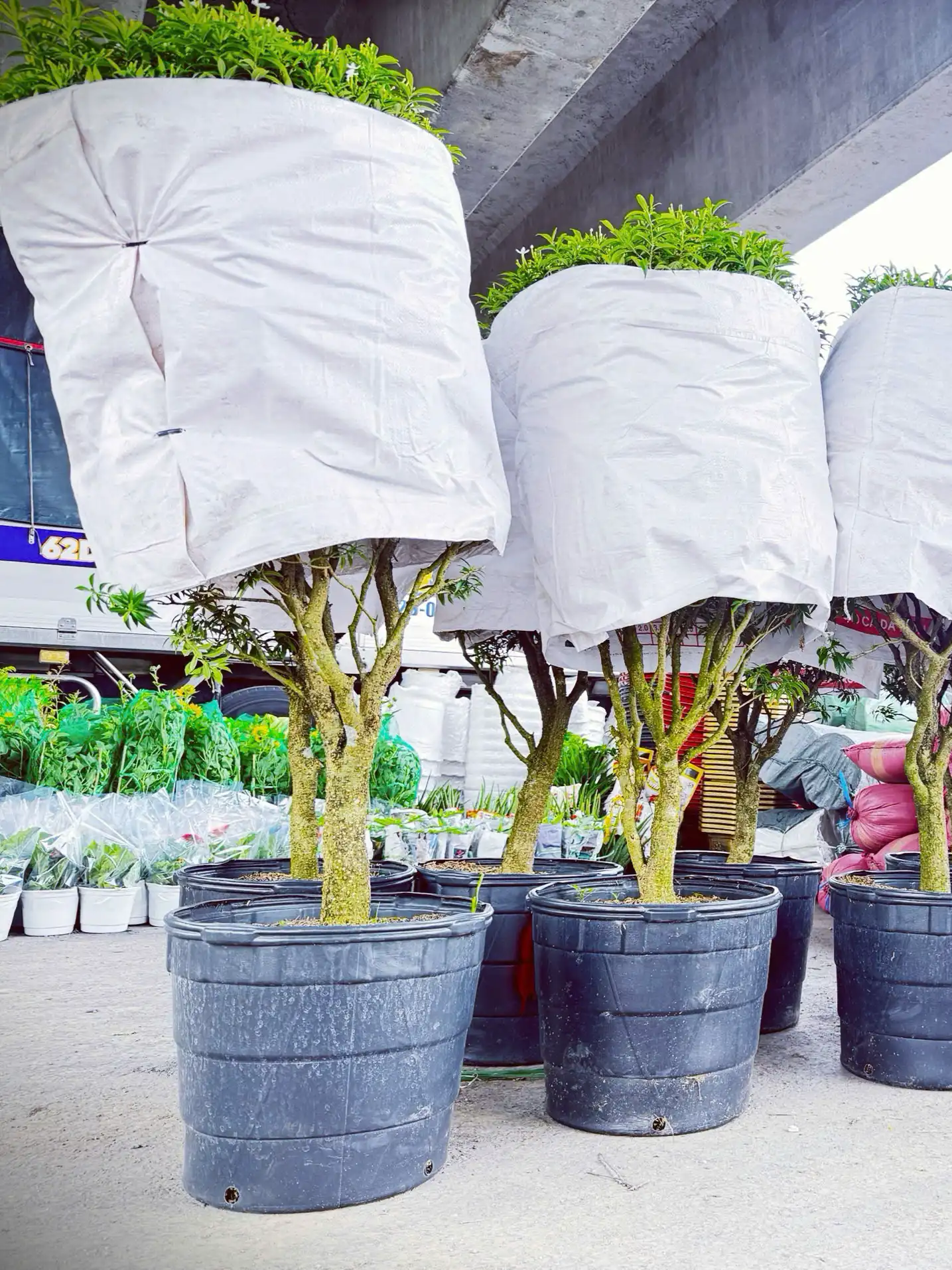 Chậu Nhựa Phước Lộc trong thực tế